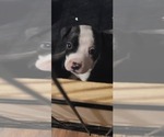 Small Photo #1 American Pit Bull Terrier Puppy For Sale in BAXTER, TN, USA
