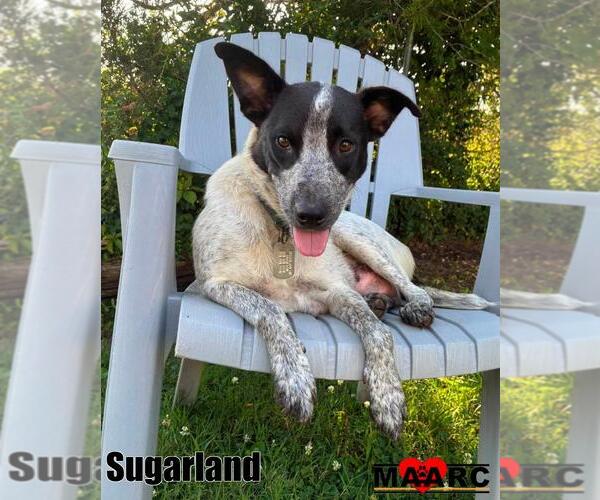 Medium Photo #2 Mutt Puppy For Sale in Maryville, TN, USA