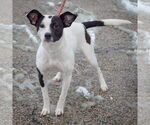 Small #1 Jack-Rat Terrier