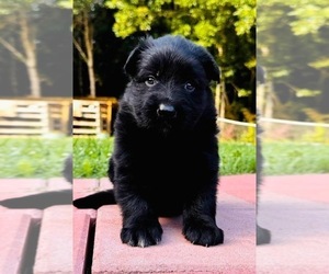 Medium German Shepherd Dog