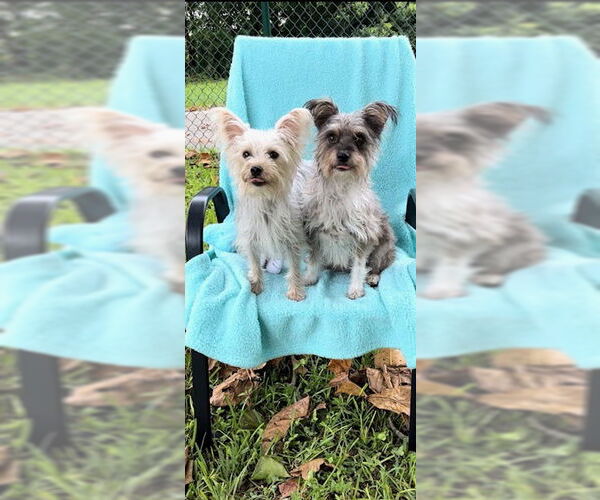 Medium Photo #1 Poodle (Toy)-Unknown Mix Puppy For Sale in Weston, FL, USA