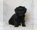 Small #3 Poodle (Miniature)-Whoodle Mix