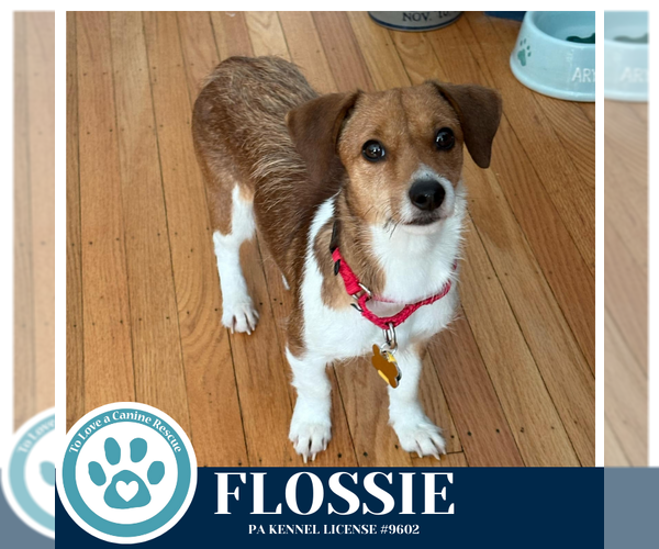 Medium Photo #2 Mutt Puppy For Sale in Kimberton, PA, USA