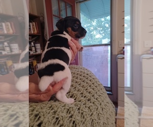 Russell Terrier Puppy for Sale in BERKELEY, New Jersey USA