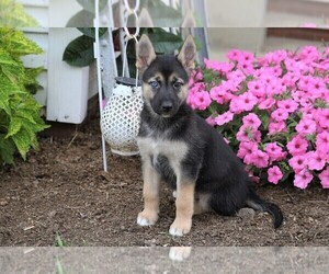 German Shepherd Dog-Siberian Husky Mix Puppy for sale in FREDERICKSBG, OH, USA