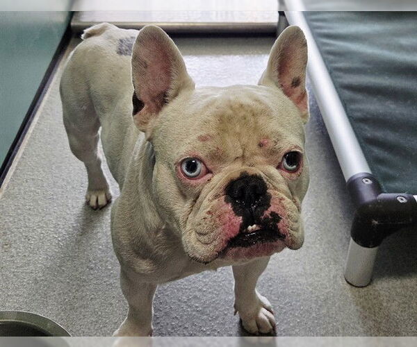 Medium Photo #1 French Bulldog Puppy For Sale in San Clemente, CA, USA