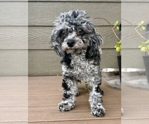 Baby - Female Poodle (Toy) Dog for Adoption - Photo #4