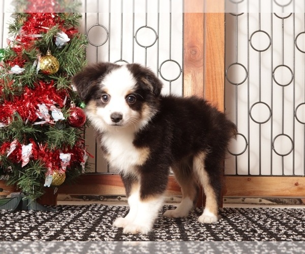 Medium Photo #4 Miniature Australian Shepherd Puppy For Sale in NAPLES, FL, USA