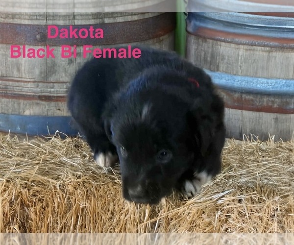 Medium Photo #1 Australian Shepherd Puppy For Sale in WILLIAMS, AZ, USA