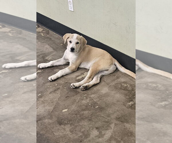 Medium Photo #3 Labrador Retriever-Unknown Mix Puppy For Sale in Evansville, IN, USA