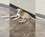 Small #2 Labrador Retriever Mix