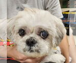 Small #5 Shih Tzu