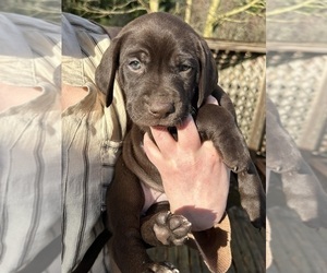 Medium German Shorthaired Lab