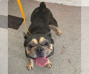 French Bulldog Dogs for adoption in San Bernardino, CA, USA
