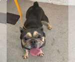 Small French Bulldog