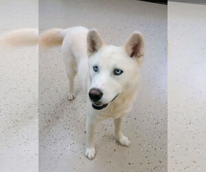 - Mix Dogs for adoption in York, SC, USA