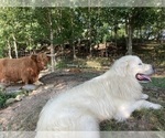 Small Photo #1 Great Pyrenees Puppy For Sale in GATE CITY, VA, USA