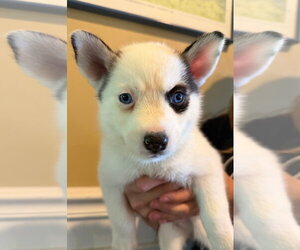 Siberian Husky Dogs for adoption in Matawan, NJ, USA