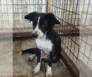 Callie - Female Border-Aussie Dog for Adoption - Photo #5