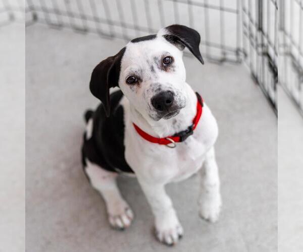 Medium Photo #13 Labrador Retriever-Unknown Mix Puppy For Sale in San Diego, CA, USA