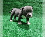Small #10 American Bully