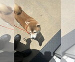 Small Shiba Inu