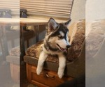 Small Photo #8 Siberian Husky Puppy For Sale in GONZALES, LA, USA