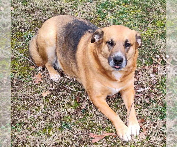 Medium Photo #4  Puppy For Sale in , 