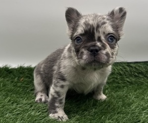Medium French Bulldog
