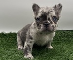 Puppy Taffy French Bulldog