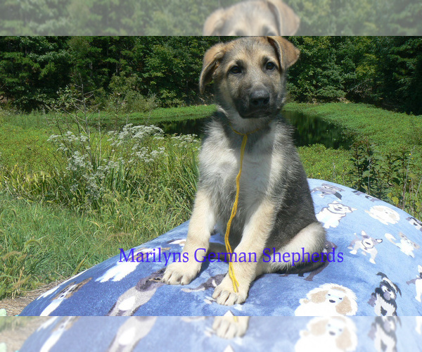 Medium Photo #1 German Shepherd Dog Puppy For Sale in PIEDMONT, MO, USA