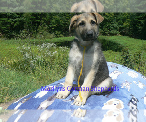 German Shepherd Dog Puppy for Sale in PIEDMONT, Missouri USA