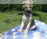 Small German Shepherd Dog