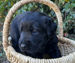 Small #3 Black Russian Terrier