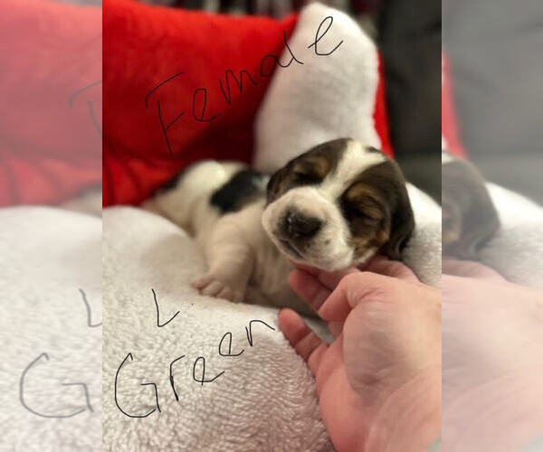 Medium Photo #4 Basset Hound Puppy For Sale in MARION, IN, USA