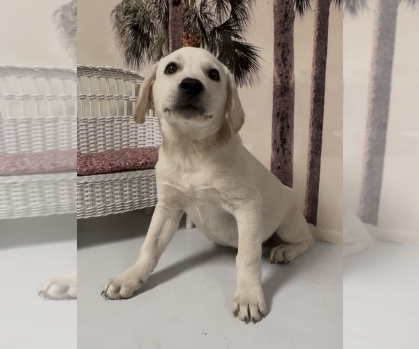 Medium Photo #1 Labrador Retriever Puppy For Sale in SPRINGFIELD, MO, USA