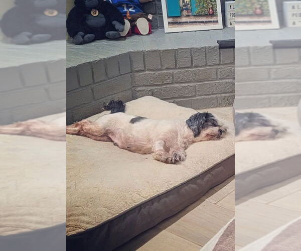 Medium Photo #6 Shih Tzu Puppy For Sale in Tenafly, NJ, USA