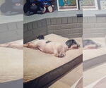 Small #5 Shih Tzu