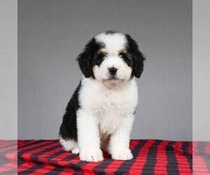 Miniature Bernedoodle Puppy for sale in DALTON, OH, USA