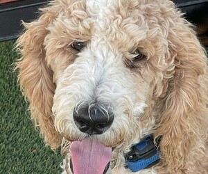 Poodle (Standard) Puppy for Sale in COTTONWOOD, Arizona USA