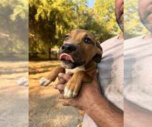 American Pit Bull Terrier-Unknown Mix Dogs for adoption in FRAMINGHAM, MA, USA