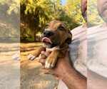 Small American Pit Bull Terrier Mix