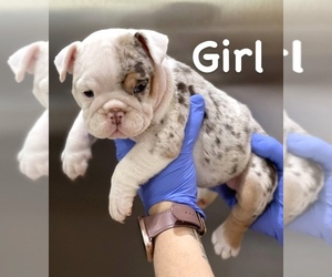 English Bulldog Puppy for sale in ORLANDO, FL, USA