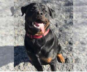 Rottweiler Dogs for adoption in phoenix, AZ, USA