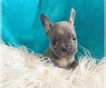 Small #6 French Bulldog