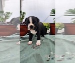 Small #4 Boston Terrier