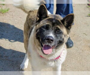 Akita Dogs for adoption in Martinez, CA, USA