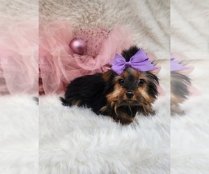 Yorkshire Terrier Puppy for sale in INDIANAPOLIS, IN, USA
