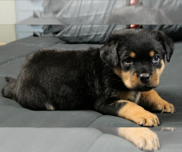 Medium Photo #23 Rottweiler Puppy For Sale in ROSEBURG, OR, USA
