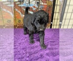 Small Photo #8 Labradoodle Puppy For Sale in CRAIG, NE, USA